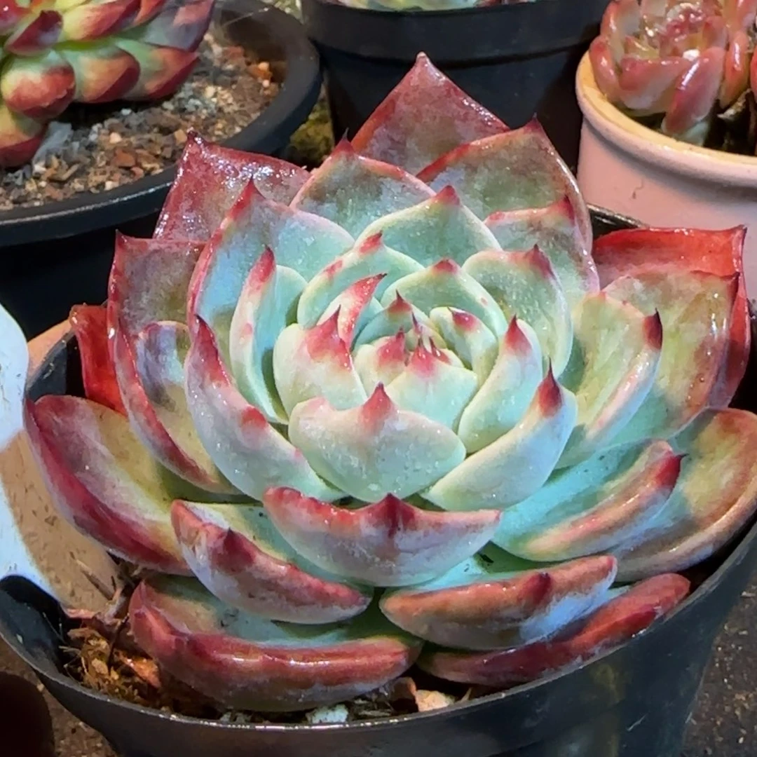 惊鸿一物一拍包装收缩花旱116