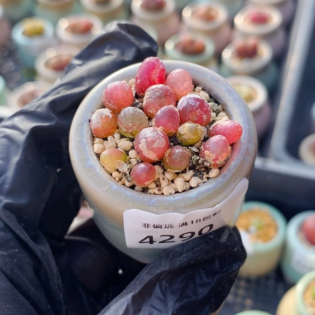 逐*梦4290-－一物一拍 带pen