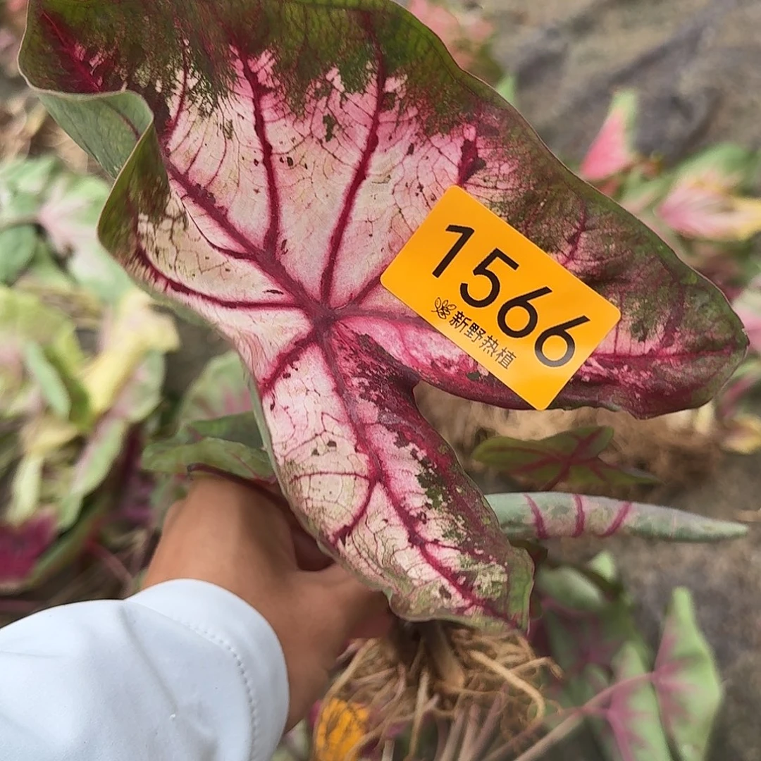 完全开放1566苹果花裸球不售后