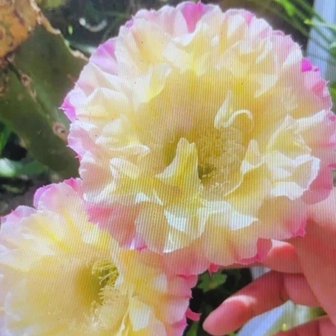 马丙彩侧牙20包邮19