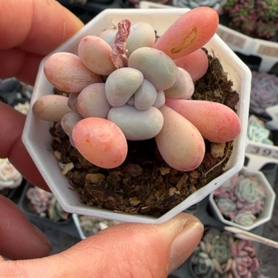 32粉兔多肉植物多