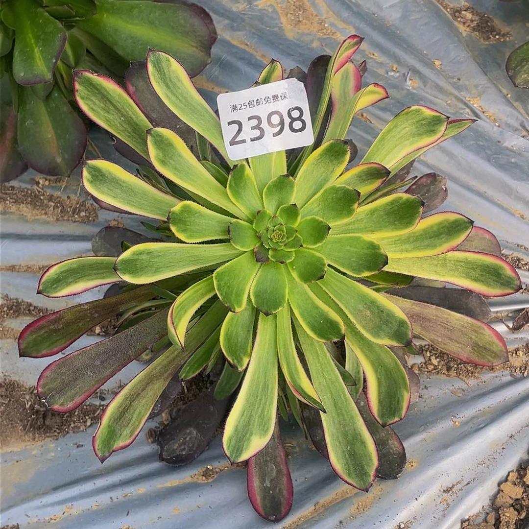 2398萝莉锦多肉植物