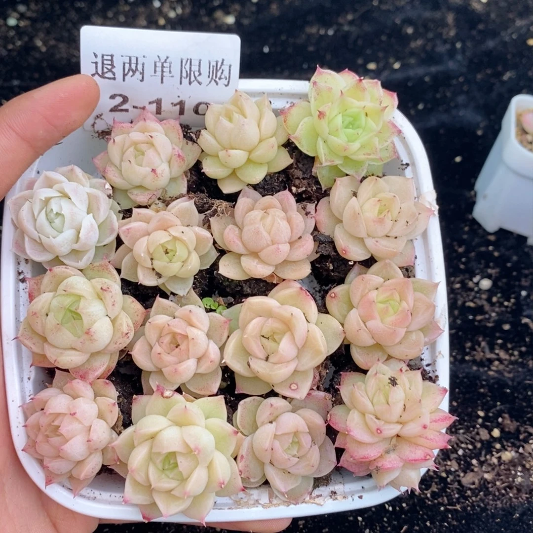 2-110 新疆西藏内蒙不发其他12.8包邮两到三公分多肉