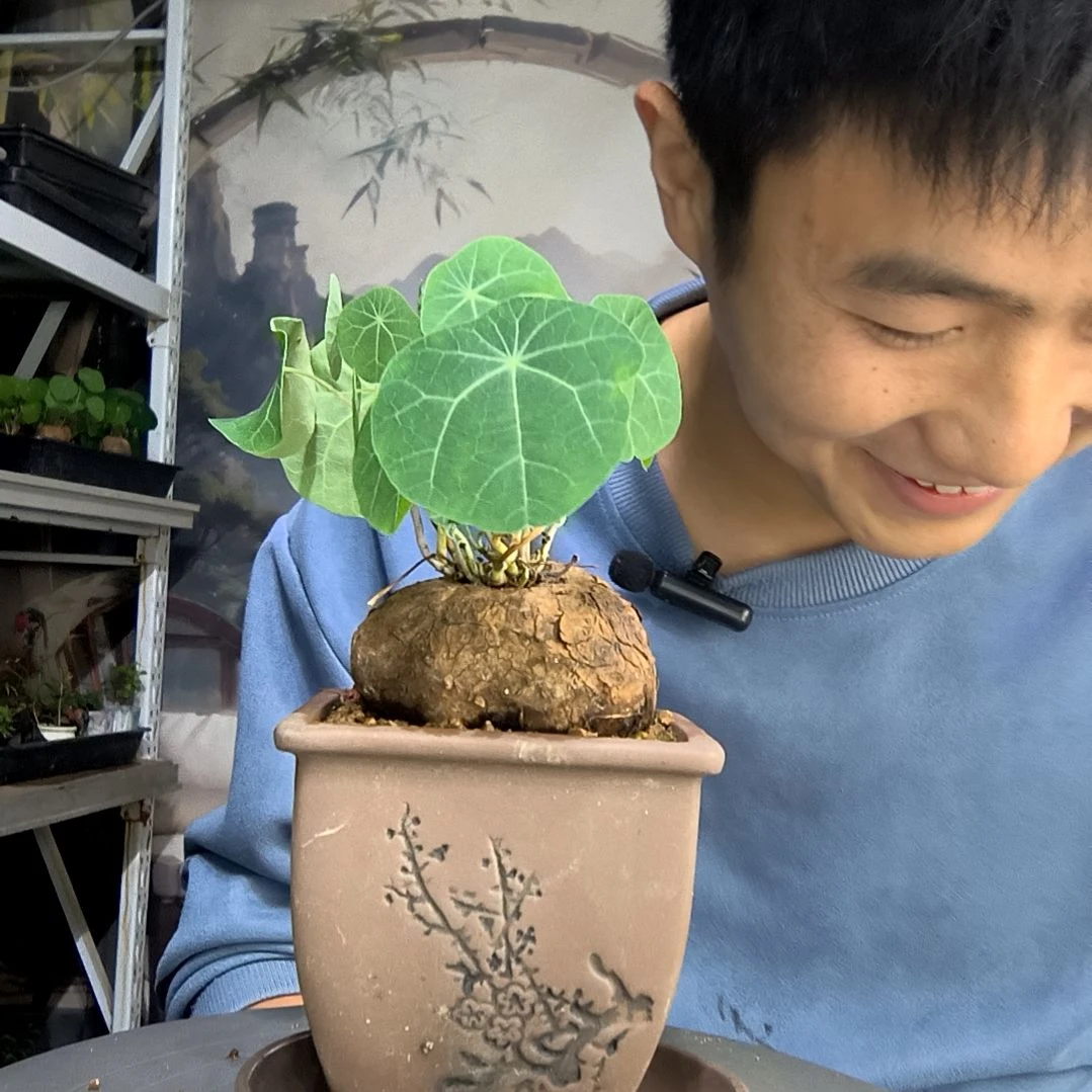 向*葱中青园艺一物一拍168