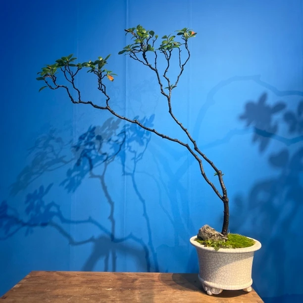 【小茶台飘】海岛春花室内禅意装饰办公室书房客厅茶空间庭院造景