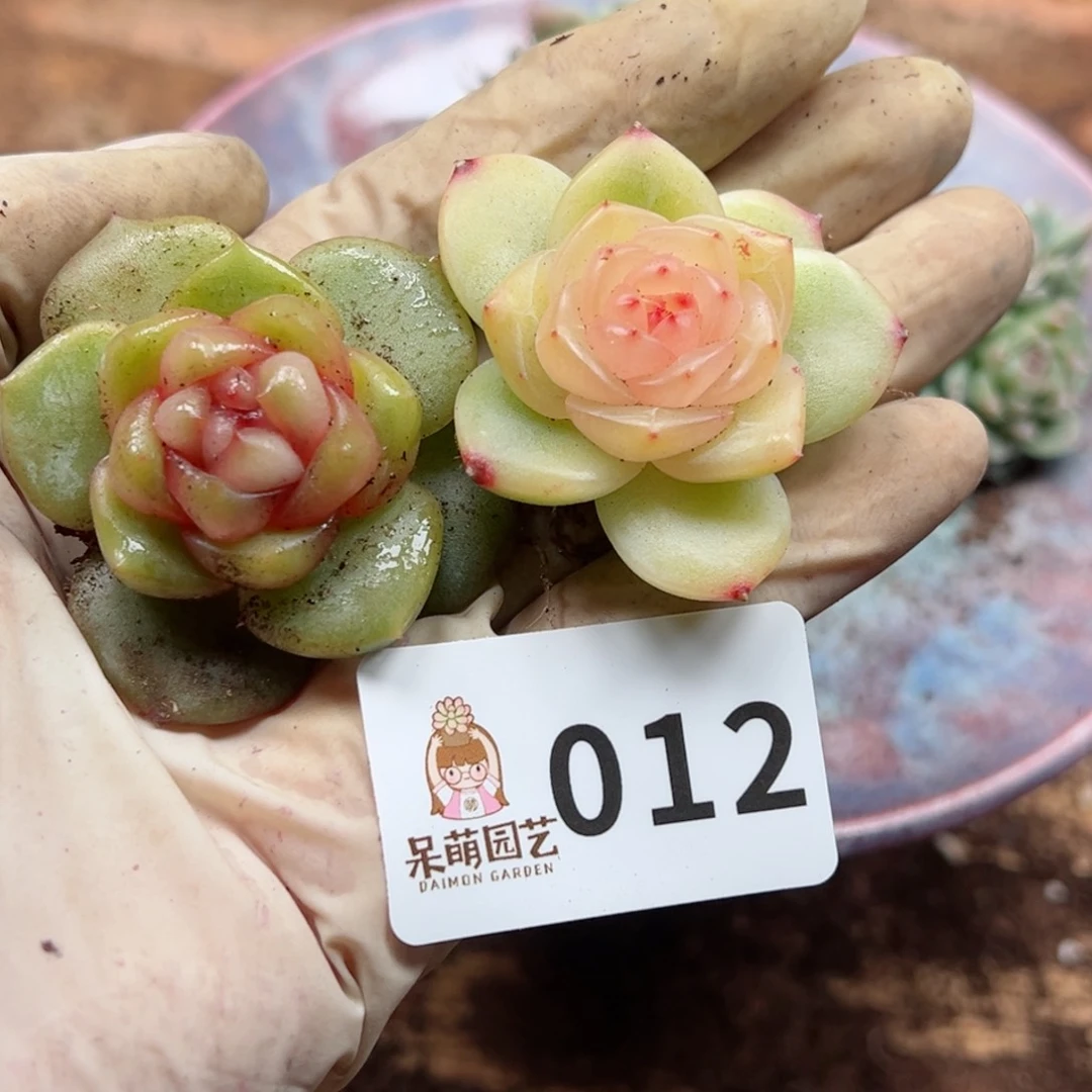 柚****多肉植物多肉植物