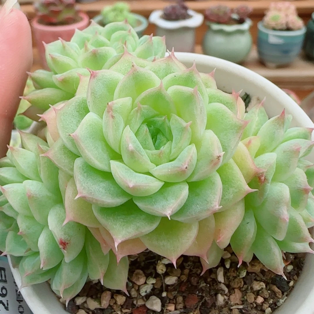 花语逸镜0926-18散