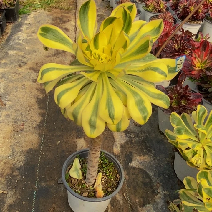 193艳姿锦多肉法师