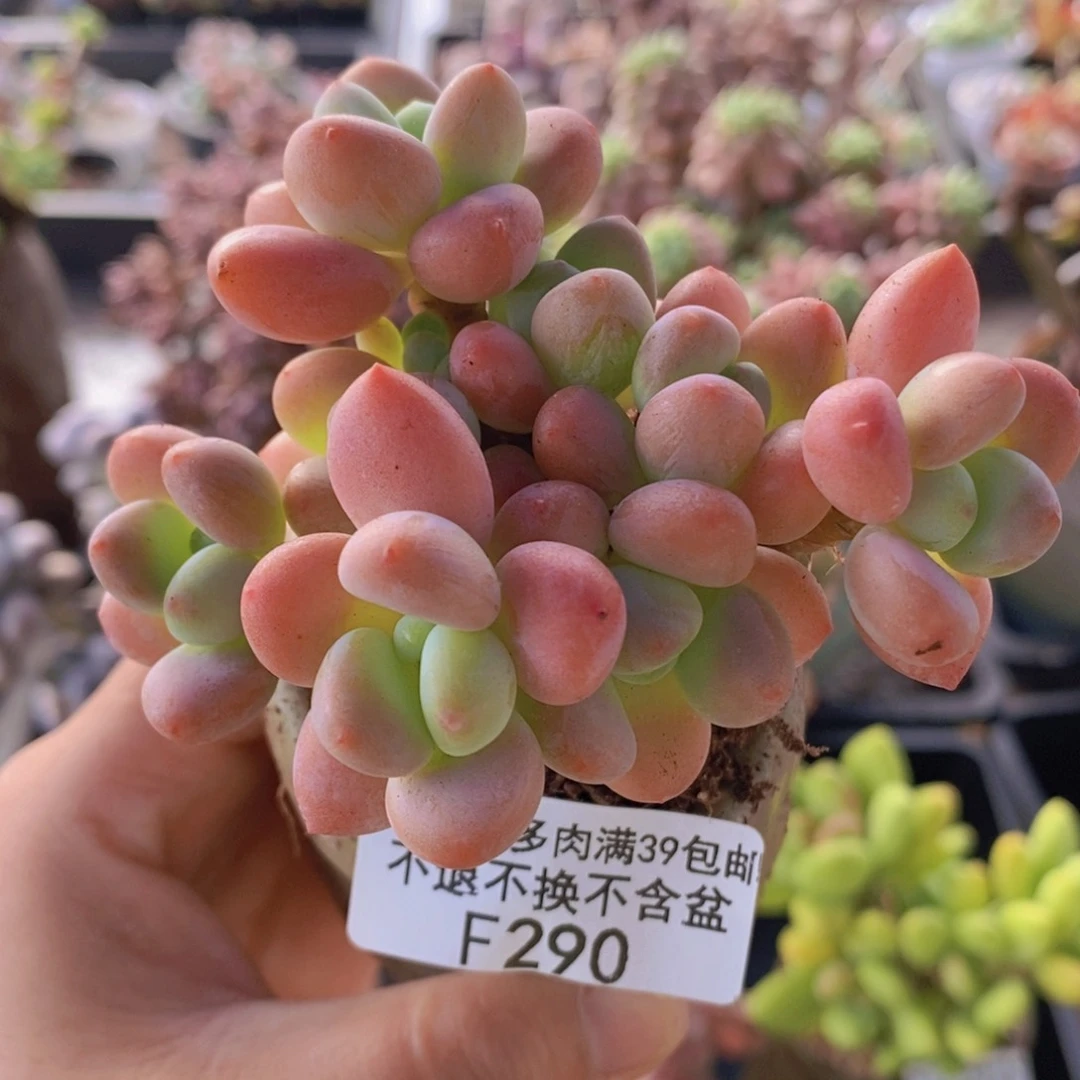 橘子香水洛神8cm290多肉植物