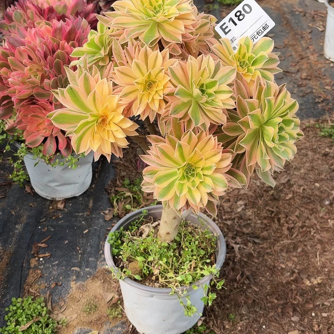 180夕颜多肉植物