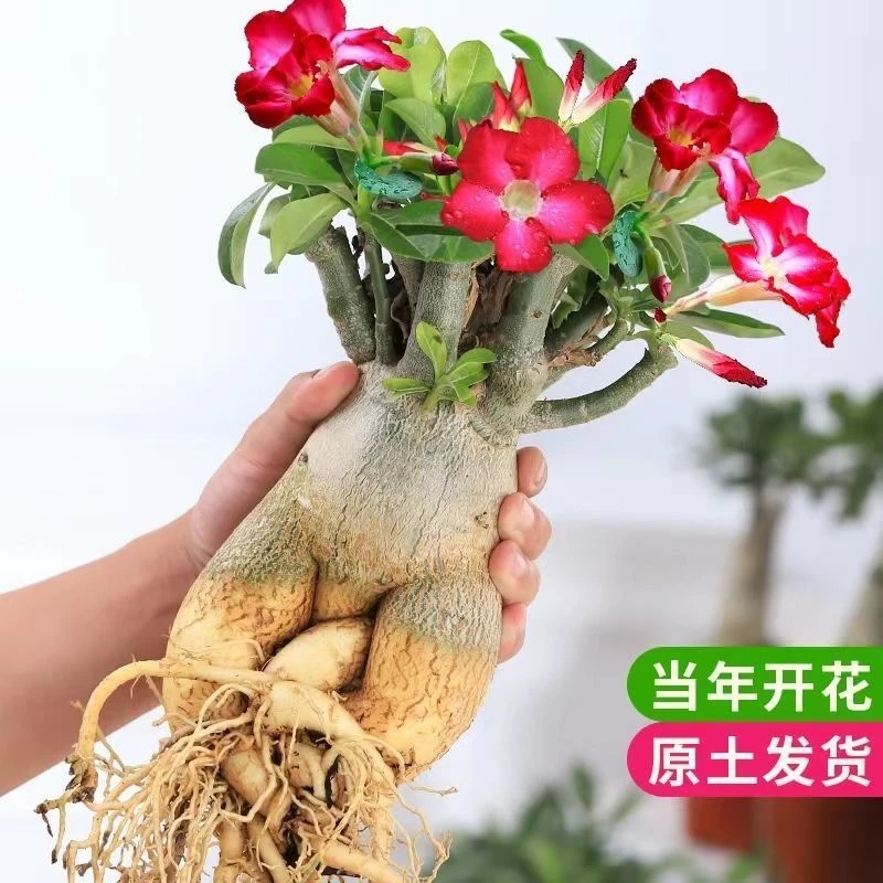 重瓣沙漠玫瑰盆栽花卉老桩四季开花耐干耐旱好养活