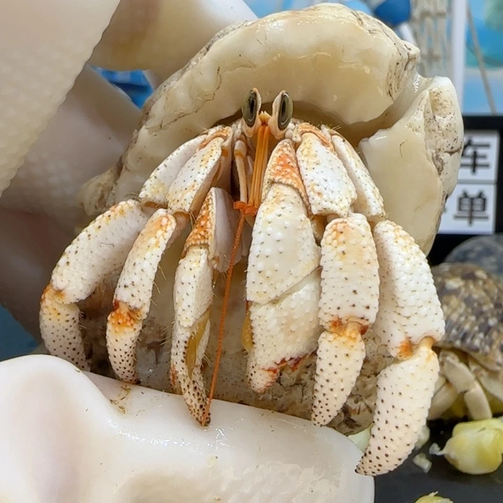 A30白橘 毛球1.9cm口径