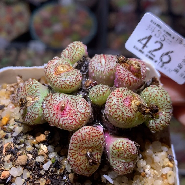 精品生石花35.426