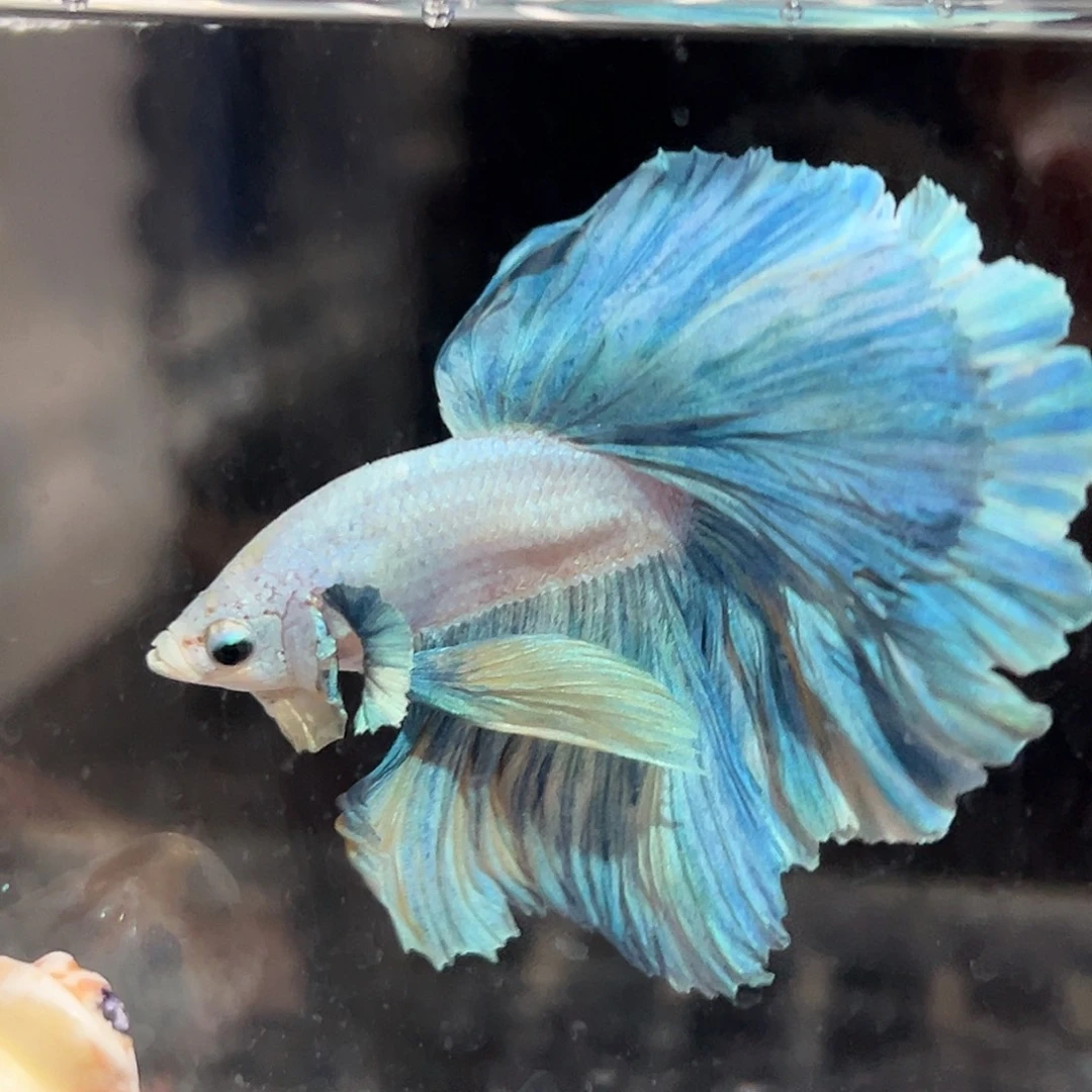 斗鱼21号清货价蓝绿相间