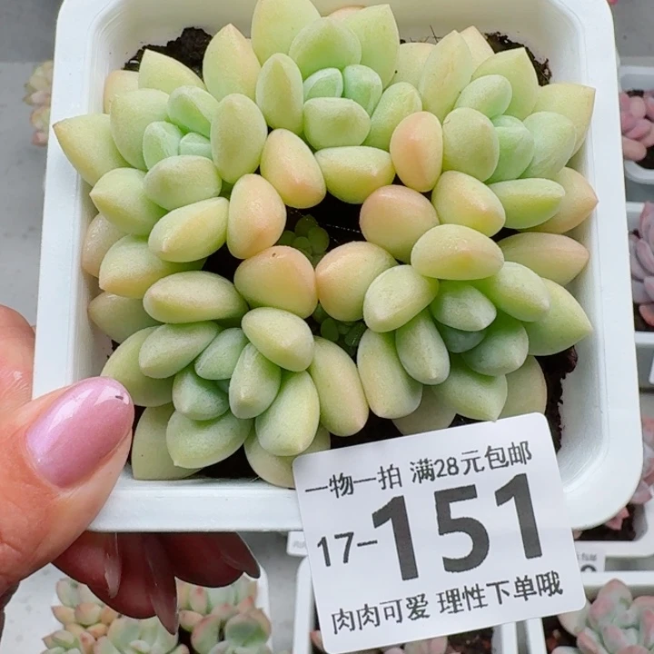 泡泡糖多多肉植物多肉多