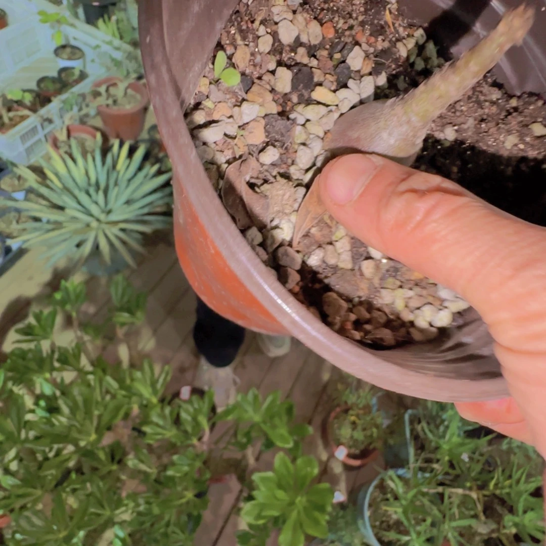 鹏***鹏块根植物块根植物
