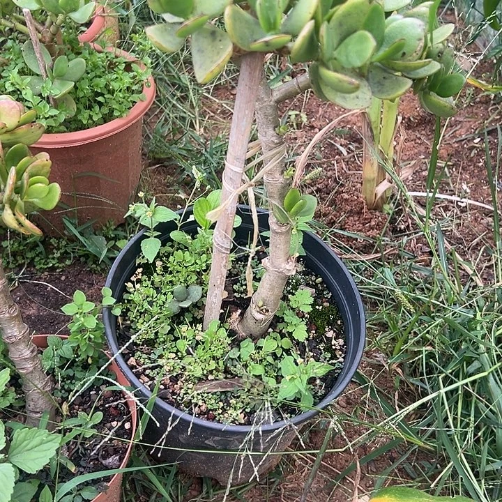 幸***福多肉植物实物直播实物271