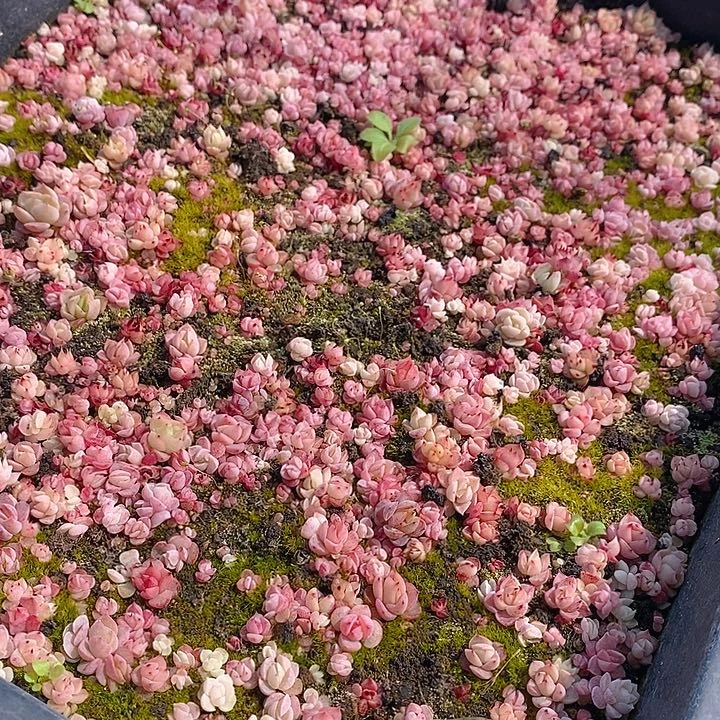 7 多肉植物盆栽花卉植物