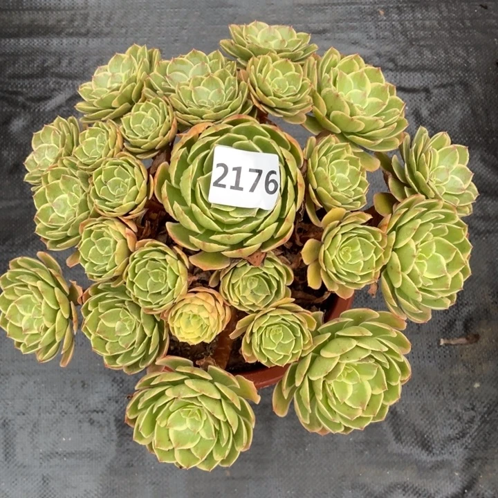 粉花妖2176号多肉植物