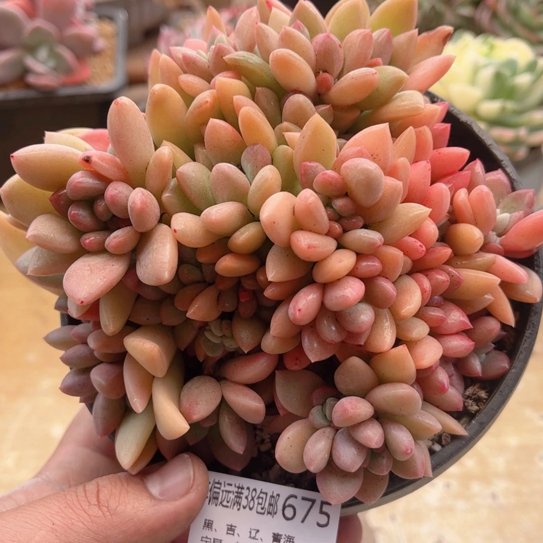 675贵妃美人德华多肉