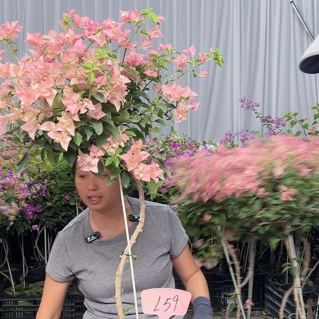 七***娘当前无花栽培后可以开花L59卡亚塔