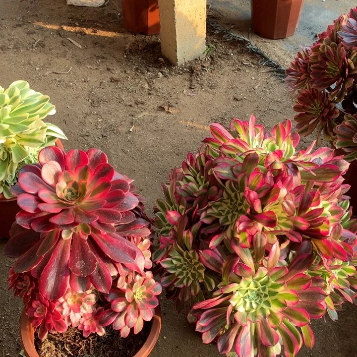 不包损153号天合美杜莎