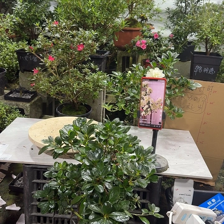 尊***重完全开放绿色光辉杜鹃花