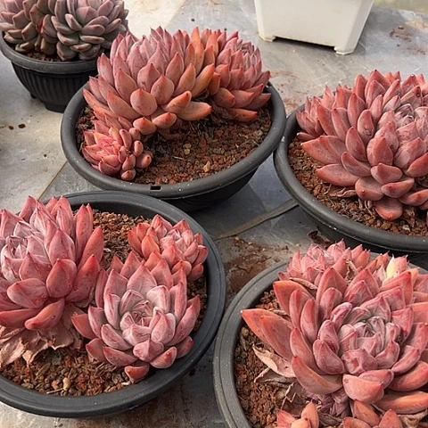 9号圣美人一个带盆