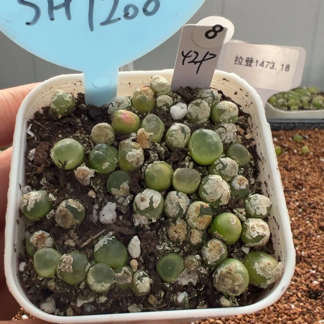 8号拉登苗sh1200。。。