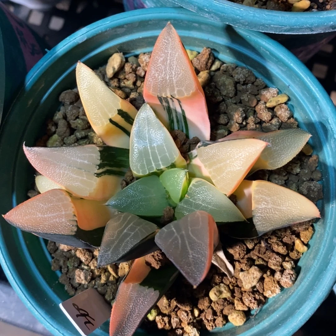 一颗实生大克锦。