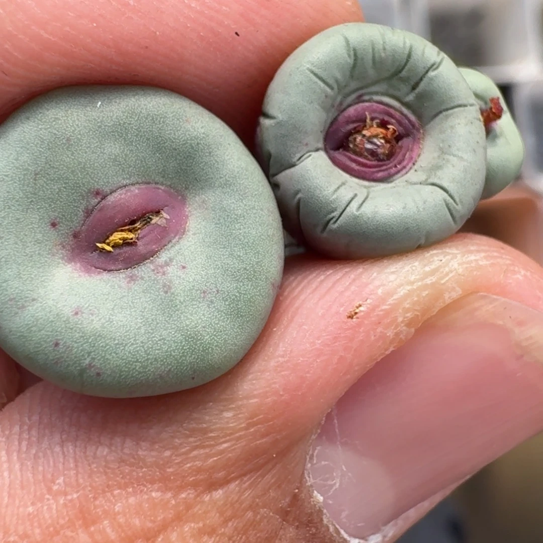 是***呀云缦精品番杏24.10 SE