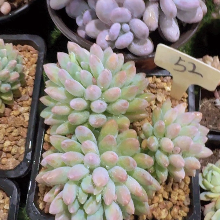 健健康康平平安安