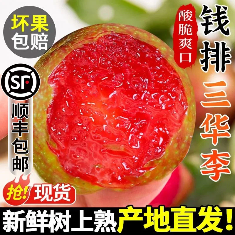 【顺丰包邮】正宗钱排三华李子新鲜红心李当季孕妇水果酸甜脆李子