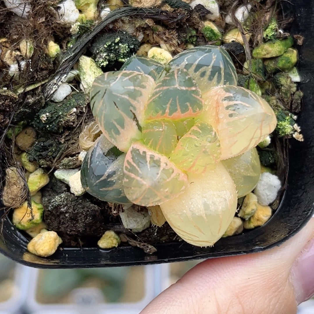51糊斑龙爪玉露锦福利专场