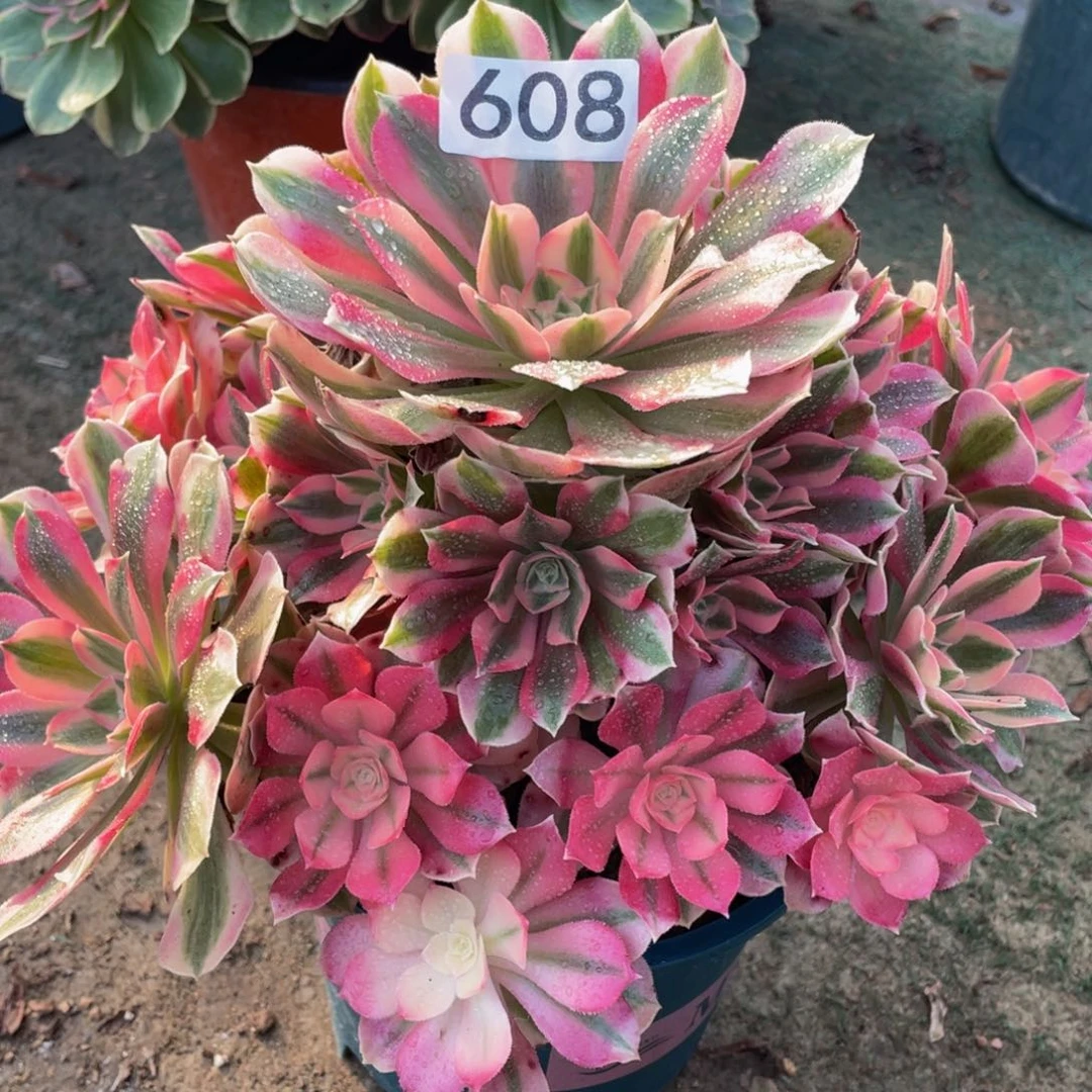 608粉女巫精品法师老桩