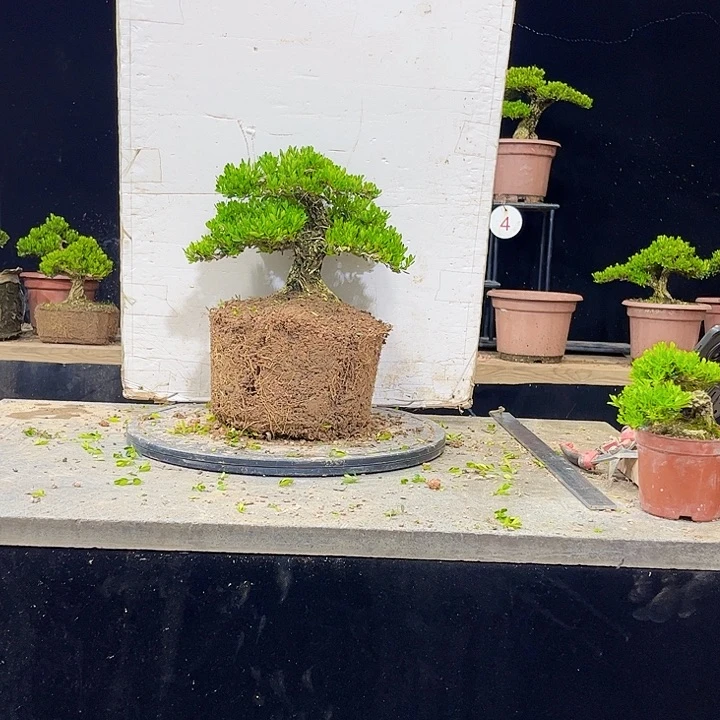 无花朵黄杨盆景四季常绿
