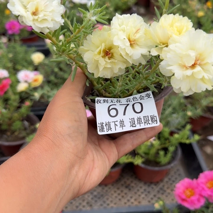 无花朵670超小苗盆口10cm