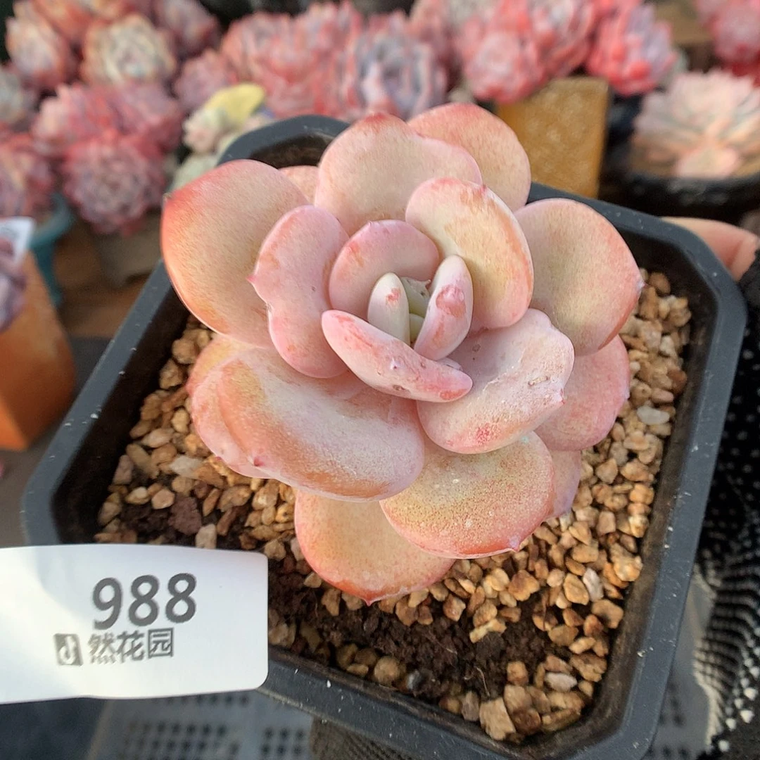 988奶茶多肉植物666