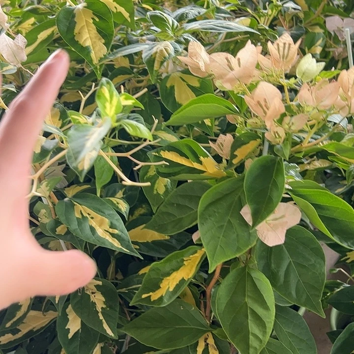 完全开放三角梅黄白