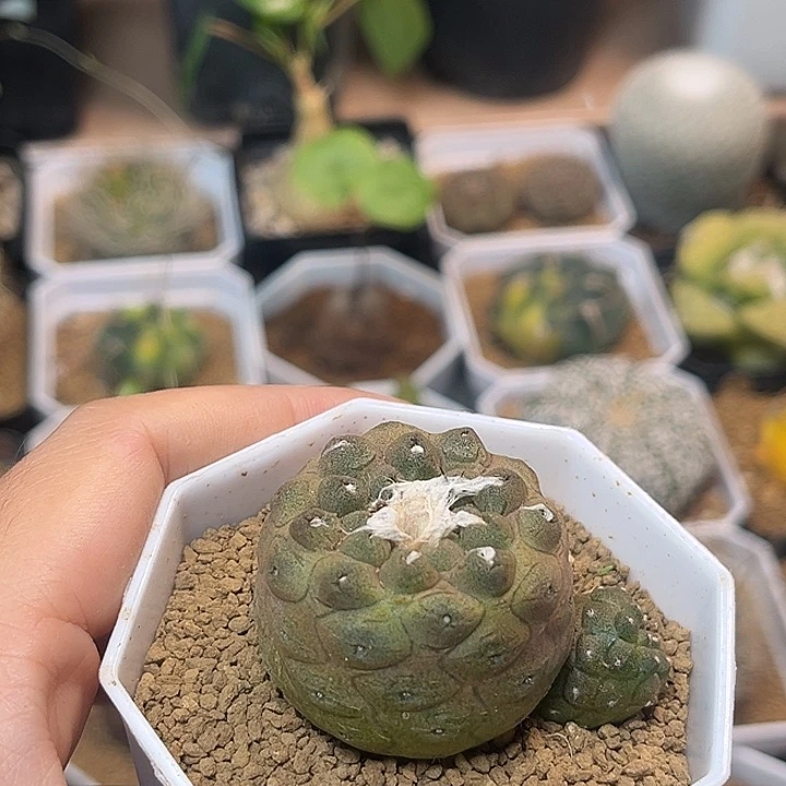 无花朵蜥蜴皮群一颗