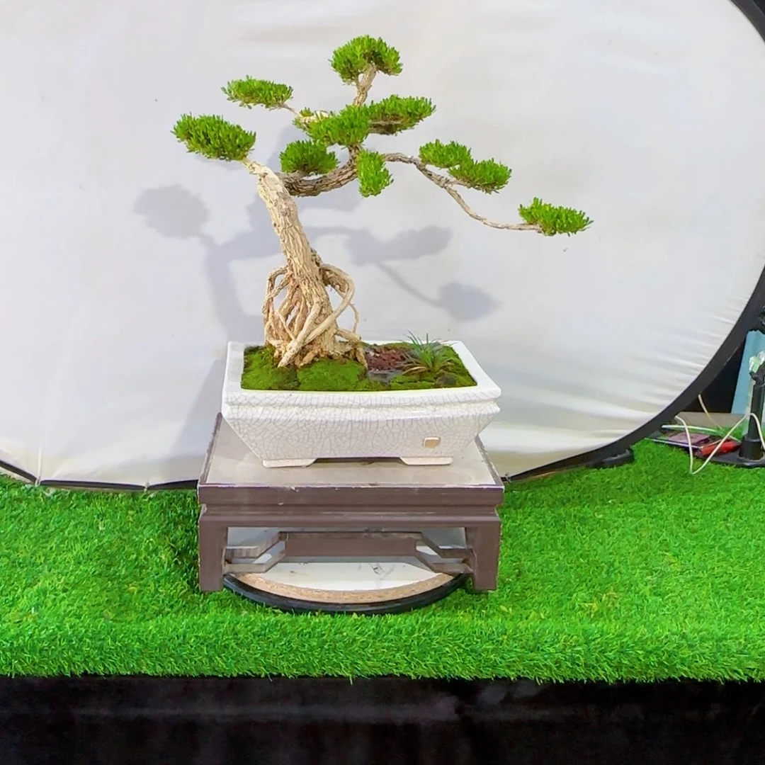 当前无花朵，栽培后可花朵