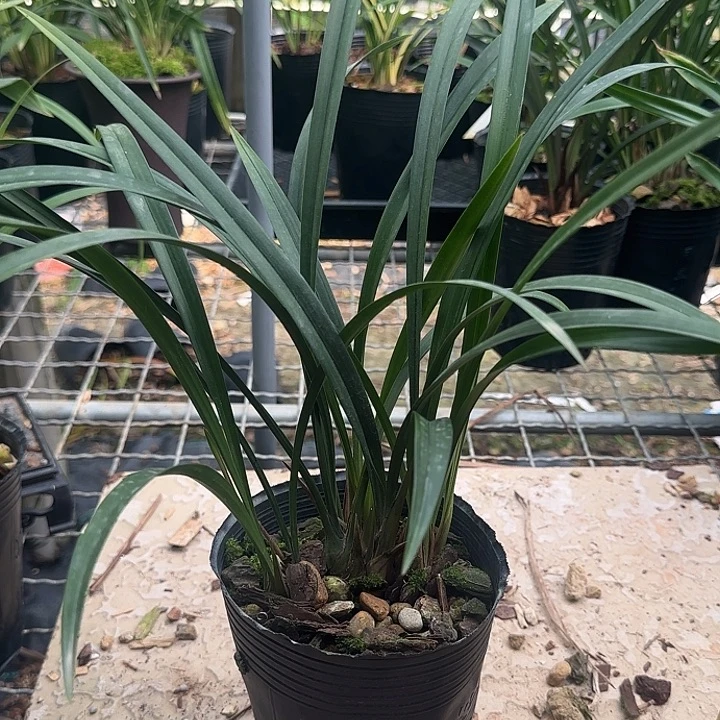 完全开放富山奇蝶