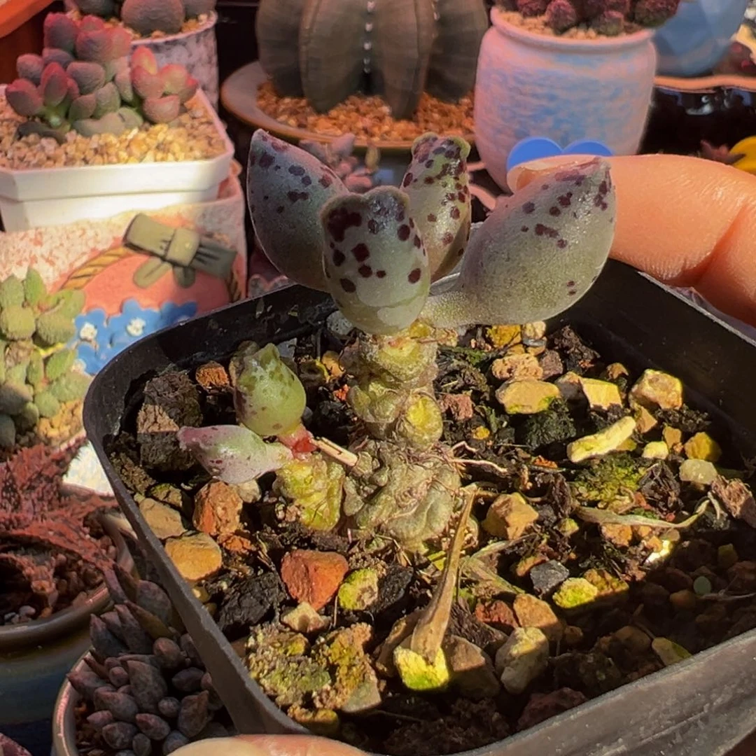 一组自拍，感谢支持