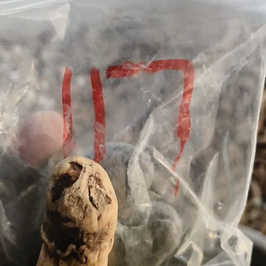 麦***师鹿角鹿角鹿角鹿角鹿角鹿角