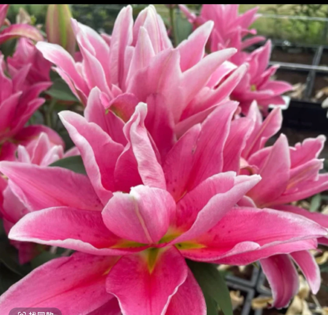 2号店四季可种《赛琳娜22/24》大球重瓣香水百合庭院阳台园艺花球