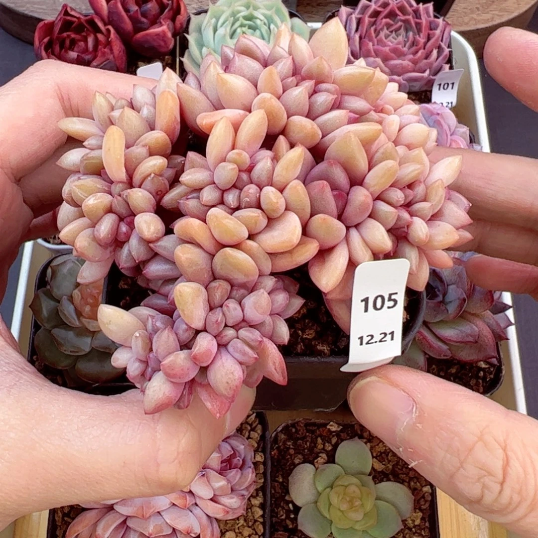 好好看105、哈哈哈哈