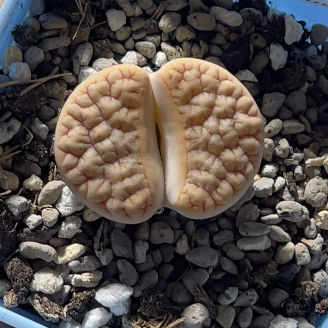飞***花4409拿铁189专拍的