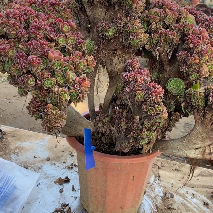 梅***色256玫瑰玫瑰玫瑰玫瑰