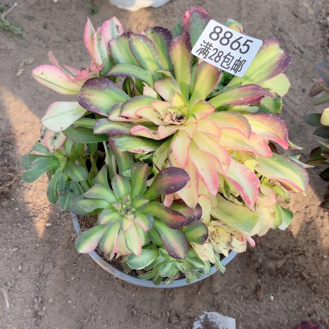 A. 8865七彩拉丝多肉