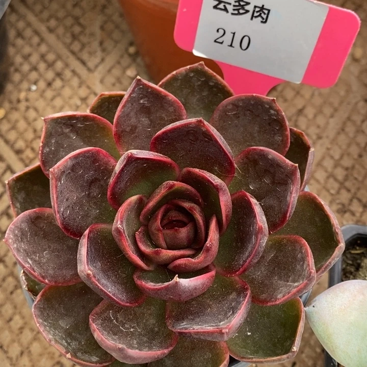 D210- 直播福利 红灯